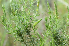 Genista hirsuta