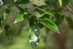 Plantae