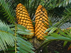 Encephalartos