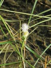 Sparganium angustifolium