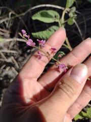 Desmodium tortuosum