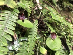 Corybas iridescens