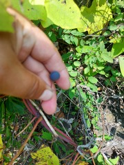 Menispermum dauricum