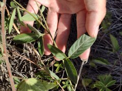 Desmodium tortuosum