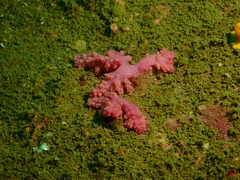 Chironephthya