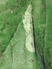 Phyllonorycter issikii
