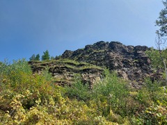 Menispermum dauricum