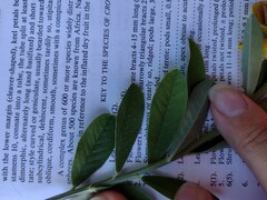 Crotalaria assamica