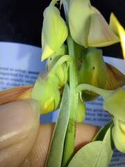Crotalaria assamica