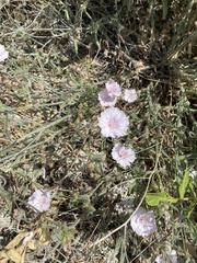 Convolvulus cantabrica