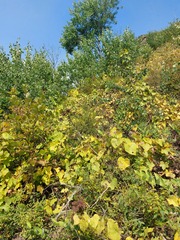 Menispermum dauricum