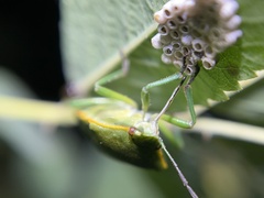 Chlorochroa uhleri