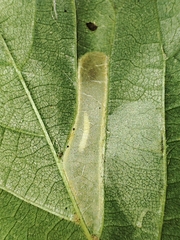 Phyllonorycter issikii