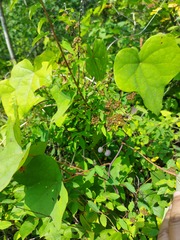 Menispermum dauricum