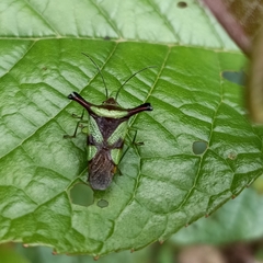Acanthosoma alaticorne