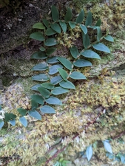 Rhaphidophora