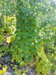 Menispermum dauricum