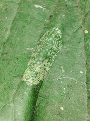 Phyllonorycter issikii