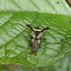 Acanthosoma alaticorne