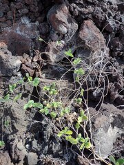 Macroptilium atropurpureum