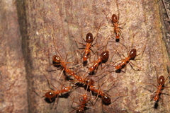 Anoplolepis gracilipes