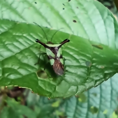 Acanthosoma alaticorne