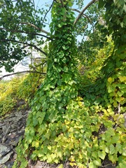 Menispermum dauricum