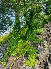 Menispermum dauricum