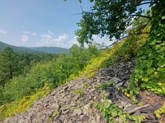 Menispermum dauricum