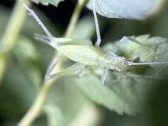 Oecanthus