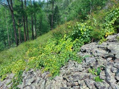 Menispermum dauricum