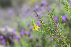 Genista hirsuta
