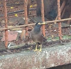 Acridotheres tristis