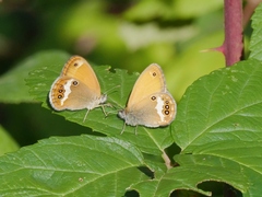 Coenonympha arcania