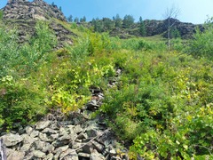 Menispermum dauricum