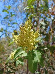 Malosma laurina