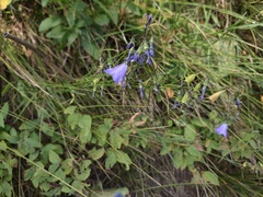 Campanula rotundifolia