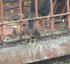 Acridotheres tristis