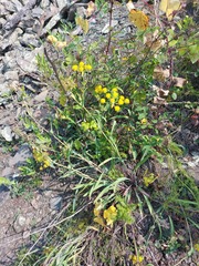 Bupleurum multinerve