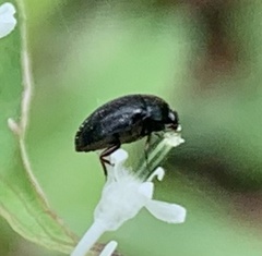 Dermestidae