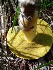 Xerocomus subtomentosus