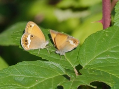 Coenonympha arcania