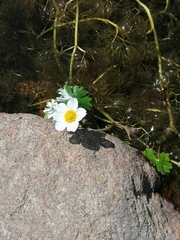 Ranunculus aquatilis