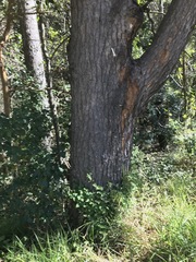 Eucalyptus cloeziana