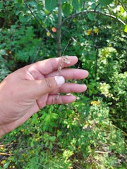 Melica turczaninowiana