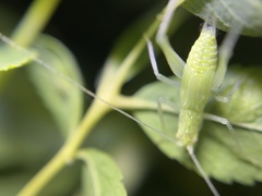 Oecanthus