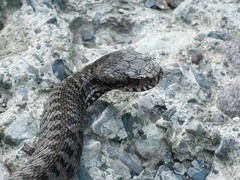 Vipera berus