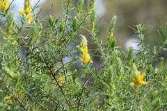 Genista hirsuta