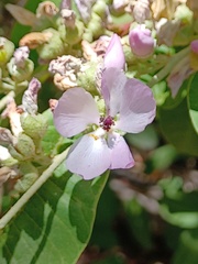 Malacothamnus fasciculatus