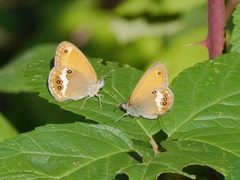 Coenonympha arcania